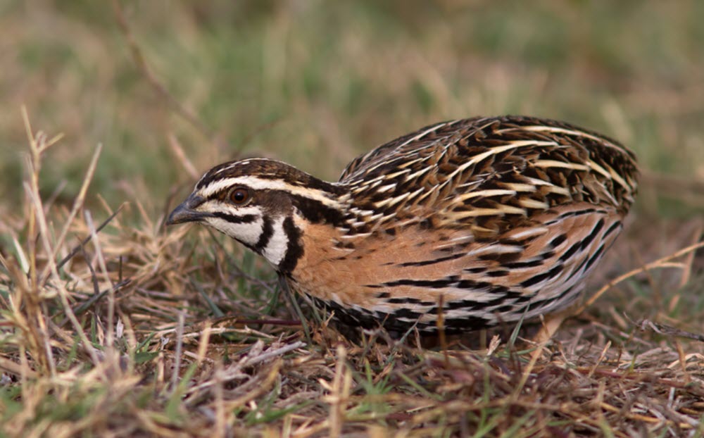 Coturnix coromandelica