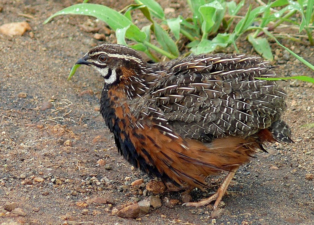 Coturnix delegorguei