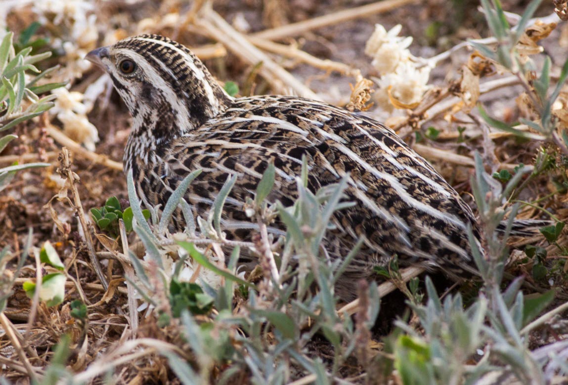 Coturnix pectoralis